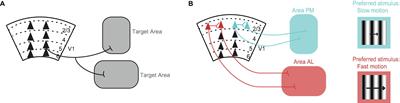 Projections of the Mouse Primary Visual Cortex